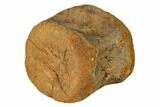 Fossil Hadrosaur Caudal Vertebra - Judith River Formation #159699-1